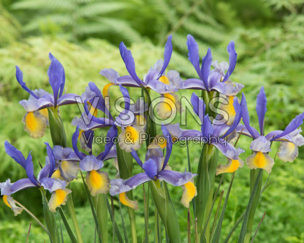 Iris Miss Saigon Iris Miss Saigon
