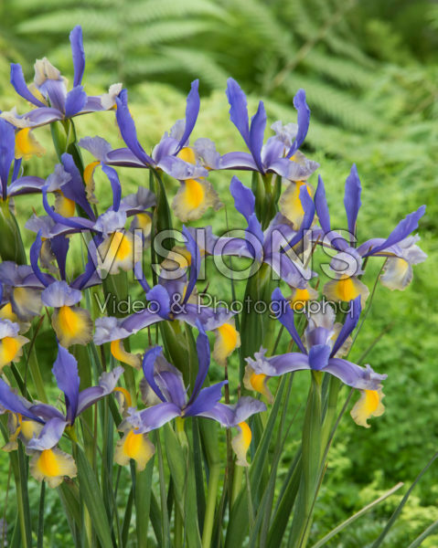 Iris Miss Saigon