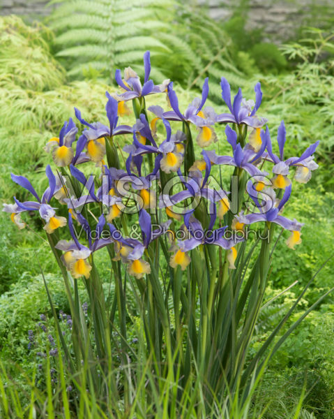 Iris Miss Saigon Iris Miss Saigon