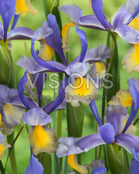Iris Miss Saigon