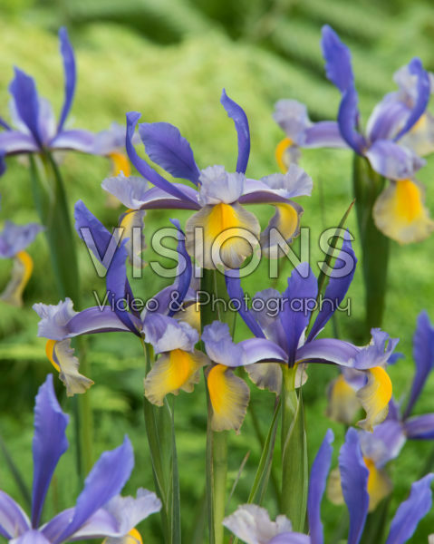 Iris Miss Saigon Iris Miss Saigon