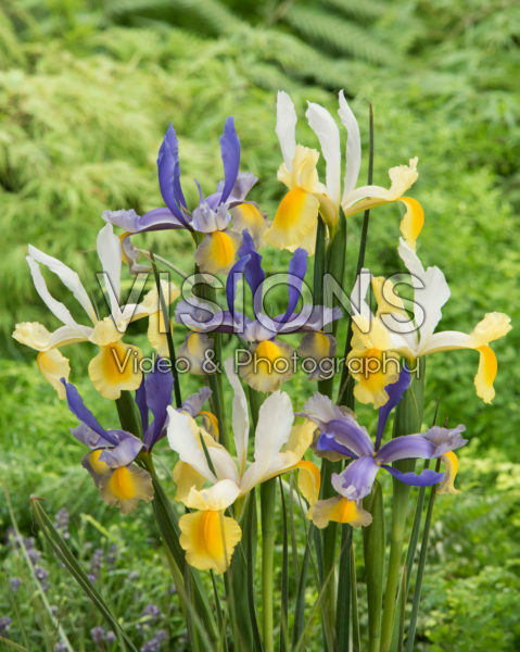 Iris Mysterious Rainbow Mix Iris Mysterious Rainbow Mix