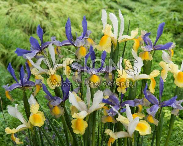 Iris Mysterious Rainbow Mix Iris Mysterious Rainbow Mix