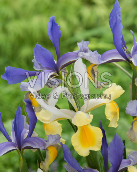 Iris Mysterious Rainbow Mix Iris Mysterious Rainbow Mix