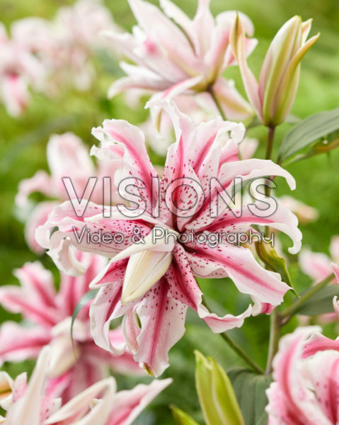 Lilium Magic Star Lilium Magic Star