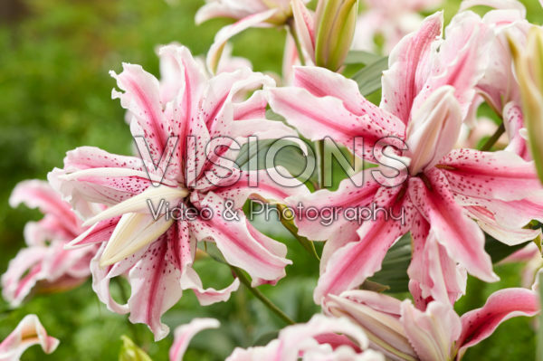 Lilium Magic Star Lilium Magic Star