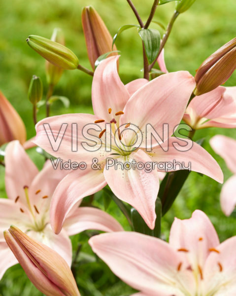 Lilium Renoir Lilium Renoir