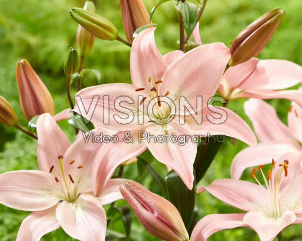 Lilium Renoir