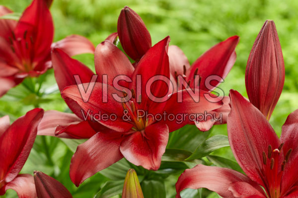 Lilium Fremont