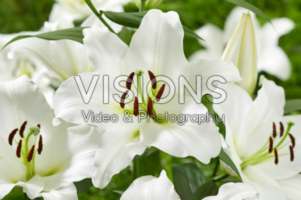 Lilium Maytime