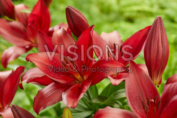 Lilium Fremont Lilium Fremont