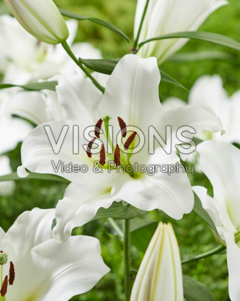 Lilium Maytime Lilium Maytime