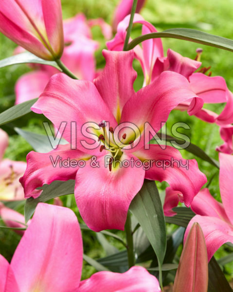 Lilium Maldano Lilium Maldano
