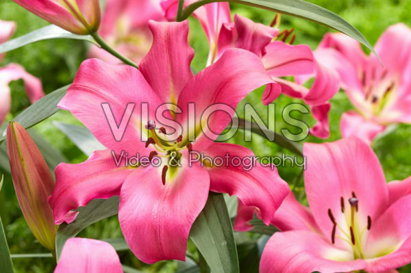 Lilium Maldano