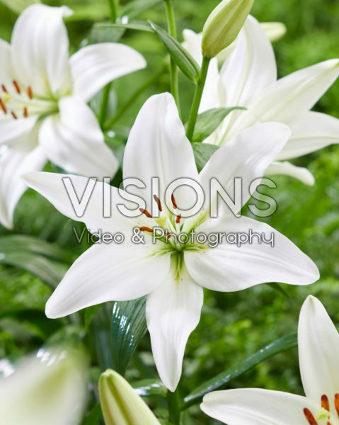 Lilium Arcachon Lilium Arcachon