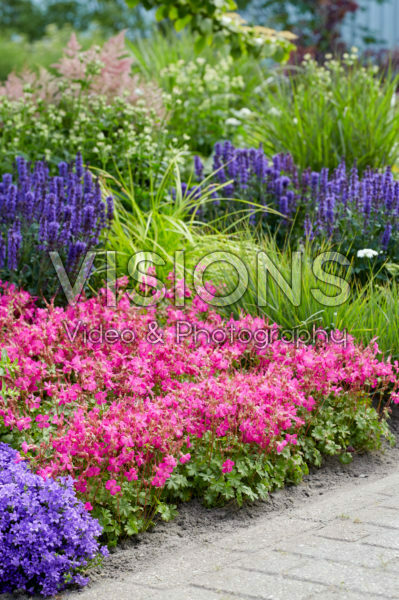 Geranium x cantabrigiense Intense Geranium x cantabrigiense Intense