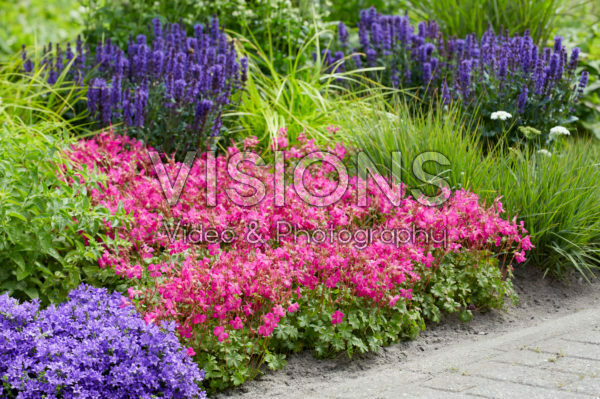 Geranium x cantabrigiense Intense