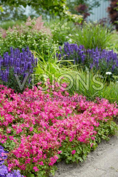 Geranium x cantabrigiense Intense Geranium x cantabrigiense Intense