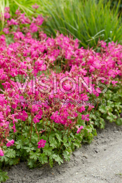 Geranium x cantabrigiense Intense Geranium x cantabrigiense Intense