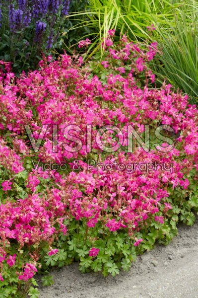 Geranium x cantabrigiense Intense