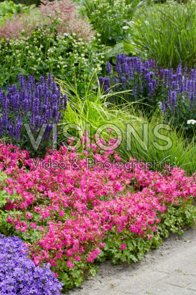 Geranium x cantabrigiense Intense Geranium x cantabrigiense Intense