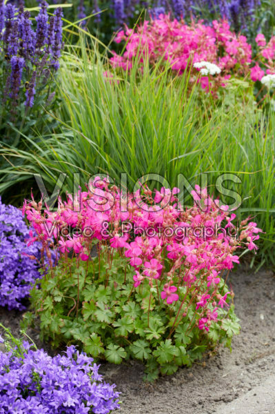 Geranium x cantabrigiense Intense Geranium x cantabrigiense Intense