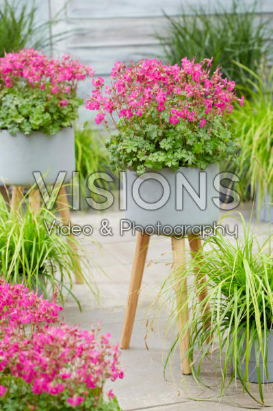 Geranium x cantabrigiense Intense Geranium x cantabrigiense Intense