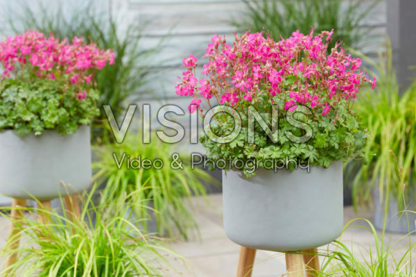 Geranium x cantabrigiense Intense Geranium x cantabrigiense Intense