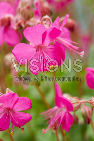 Geranium x cantabrigiense Intense Geranium x cantabrigiense Intense