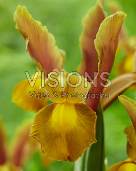 Iris Emerald Bronze