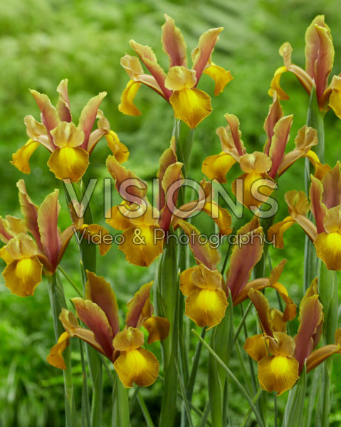 Iris Emerald Bronze