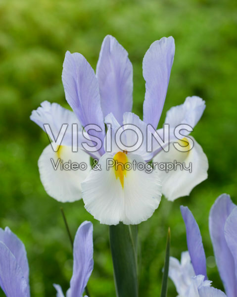 Iris Silvery Beauty Iris Silvery Beauty