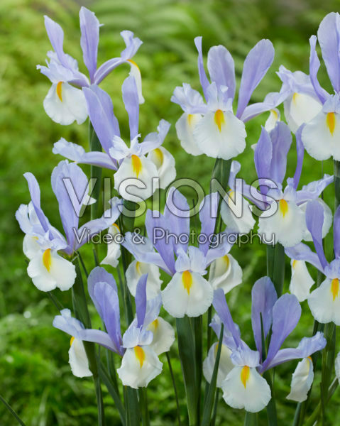 Iris Silvery Beauty