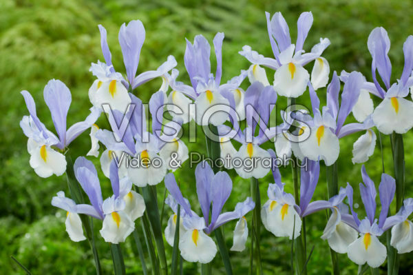 Iris Silvery Beauty Iris Silvery Beauty