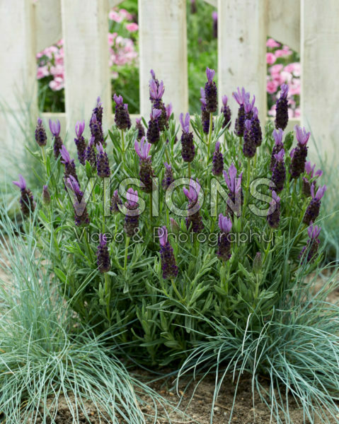 Lavandula stoechas Lamorosia ™ Purple Flag Lavandula stoechas Lamorosia ™ Purple Flag