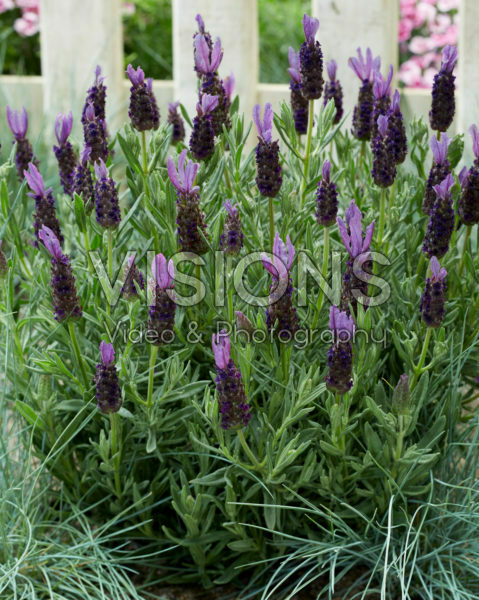 Lavandula stoechas Lamorosia ™ Purple Flag