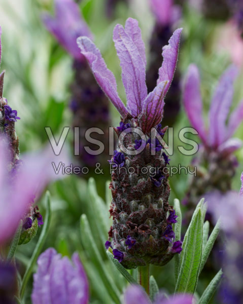Lavandula stoechas Lamorosia ™ Purple Flag Lavandula stoechas Lamorosia ™ Purple Flag