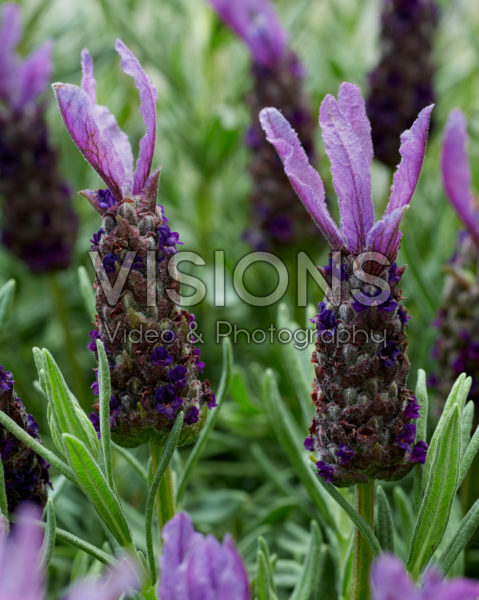 Lavandula stoechas Lamorosia ™ Purple Flag