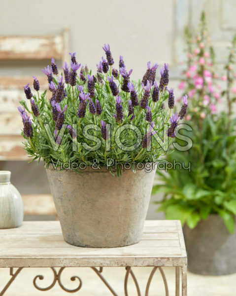 Lavandula stoechas Lamorosia ™ Purple Flag Lavandula stoechas Lamorosia ™ Purple Flag