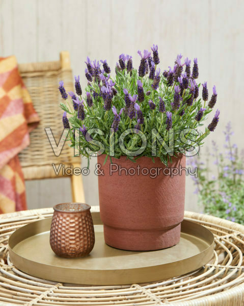 Lavandula stoechas Lamorosia ™ Purple Flag Lavandula stoechas Lamorosia ™ Purple Flag