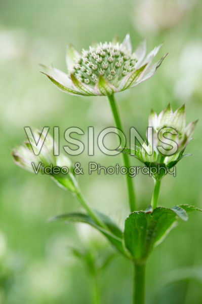 Astrantia major FlorenceĀ® Astrantia major FlorenceĀ®