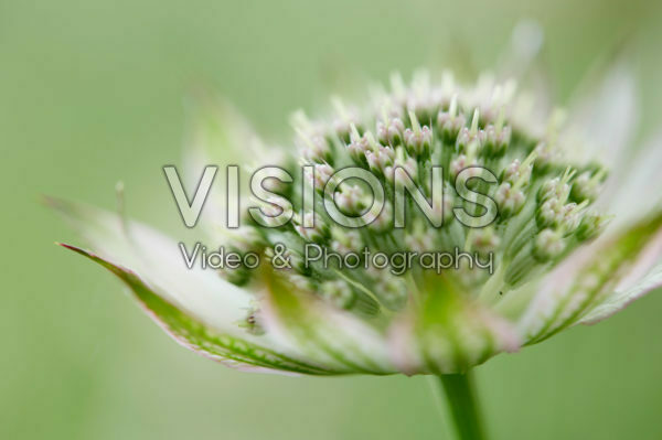 Astrantia major FlorenceĀ® Astrantia major FlorenceĀ®