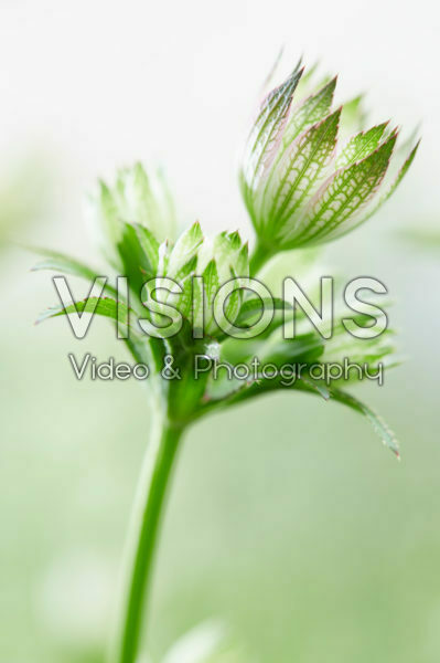 Astrantia major FlorenceĀ® Astrantia major FlorenceĀ®