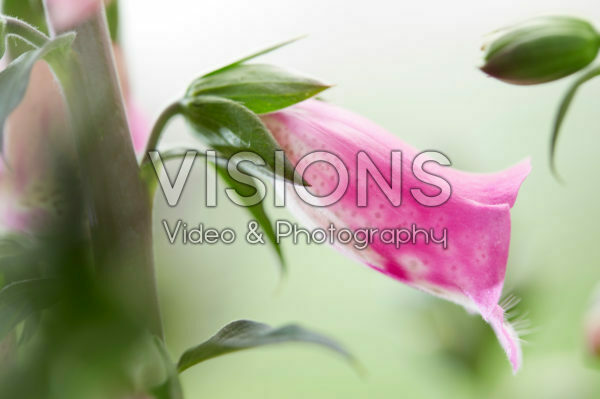 Digitalis Panther Digitalis Panther