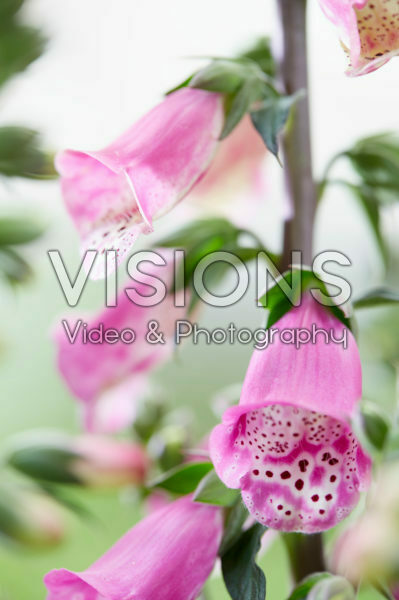 Digitalis Panther