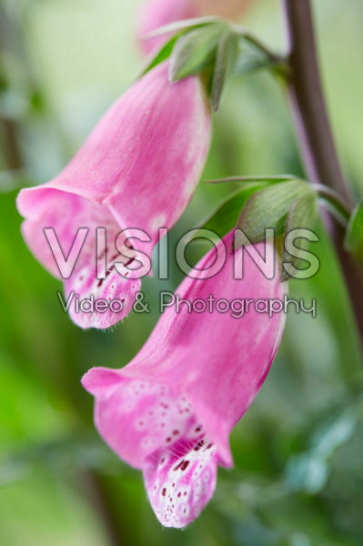 Digitalis Panther