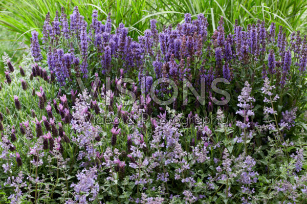 Purple perennial combination