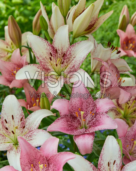 Lilium Sweet Sugar, Sweet Zanica | Visions Pictures