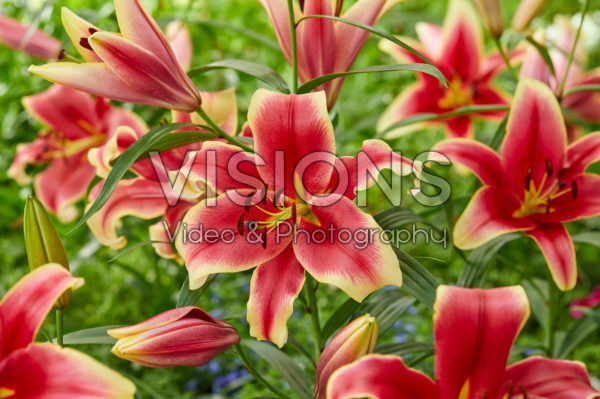 Lilium African Lady Lilium African Lady