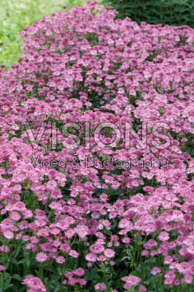 Astrantia major Capri Astrantia major Capri